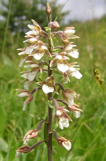 Epipactis palustris