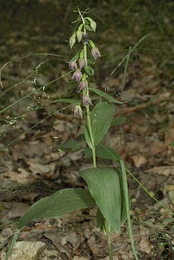 Epipactis placentina