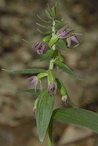 Epipactis placentina