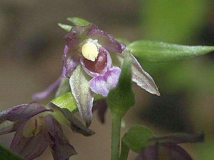 Epipactis placentina