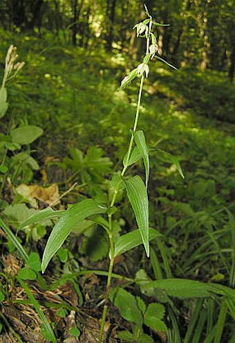 Epipactis pontica