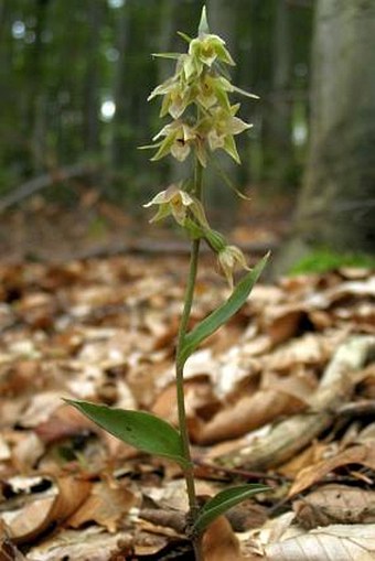 Epipactis pseudopurpurata