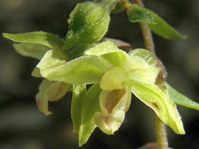 Epipactis pseudopurpurata