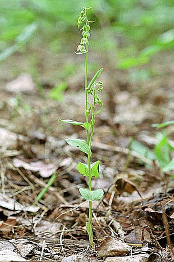 Epipactis tallosii