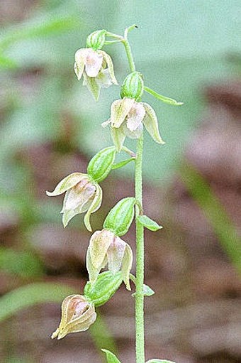 Epipactis tallosii