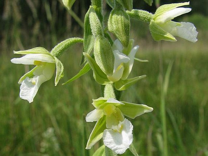 Epipactis Palustris