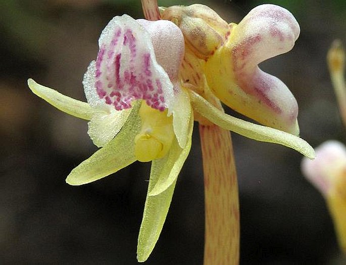 EPIPOGIUM APHYLLUM (F. W. Schmidt) Swartz – sklenobýl bezlistý / sklenobyľ bezlistá