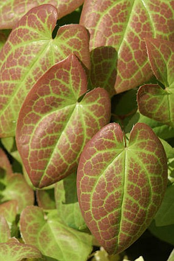 Epimedium ×versicolor