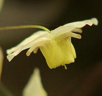 Epimedium ×versicolor