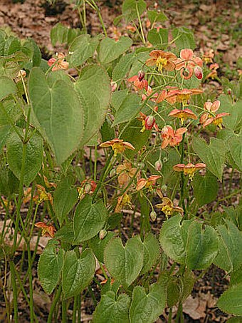Epimedium ×warleyense