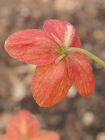 Epimedium ×warleyense