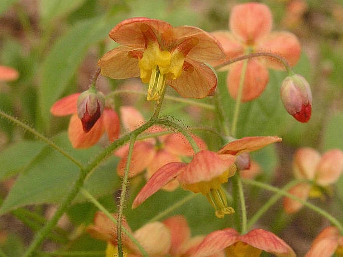 Epimedium ×warleyense