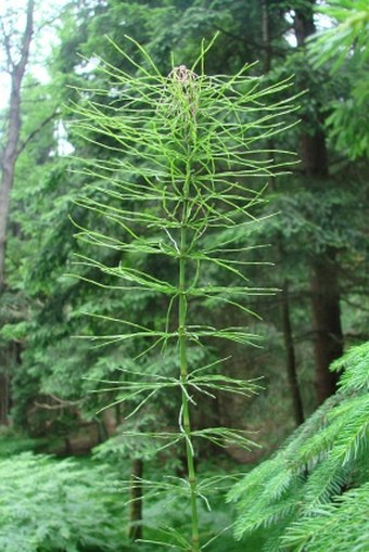 Equisetum pratense