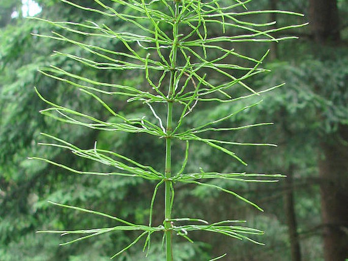 Equisetum pratense