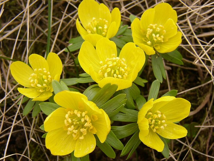 Eranthis hyemalis