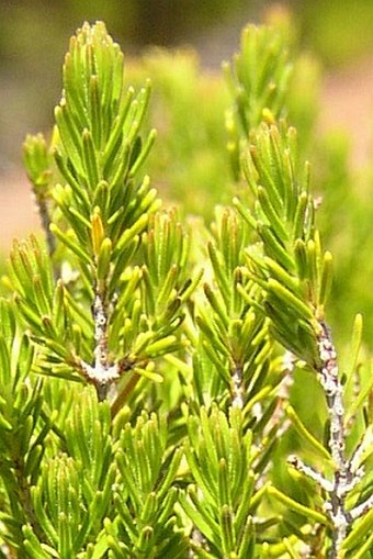 Erica arborea