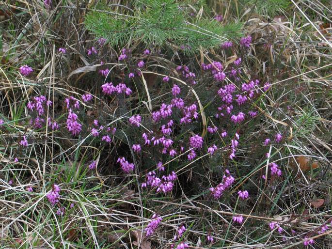 Erica carnea