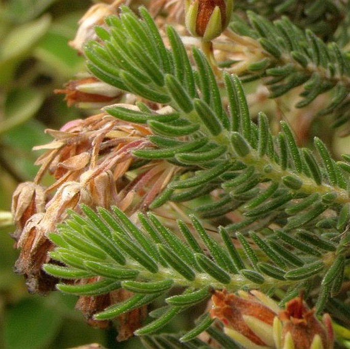Erica sicula subsp. libanotica