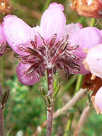 Erica tetralix