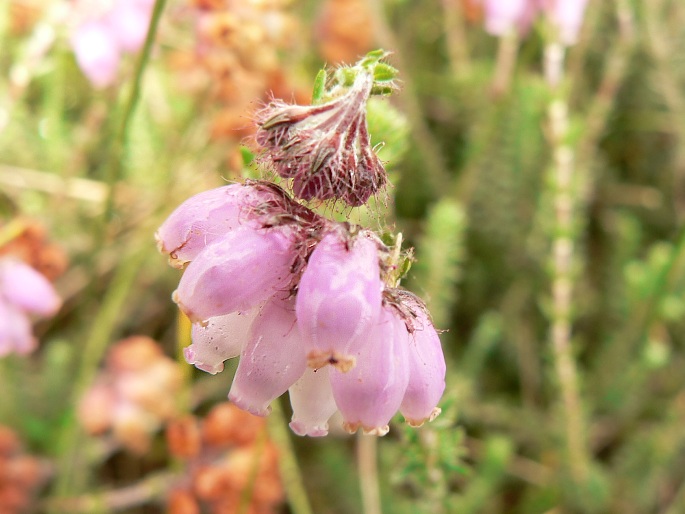 Erica tetralix