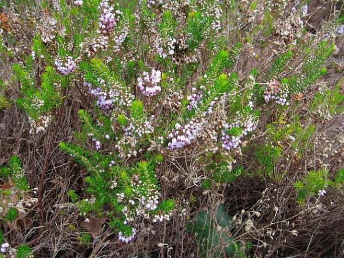 Erica vagans