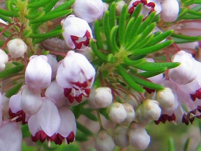 Erica vagans