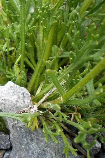 Erigeron compositus