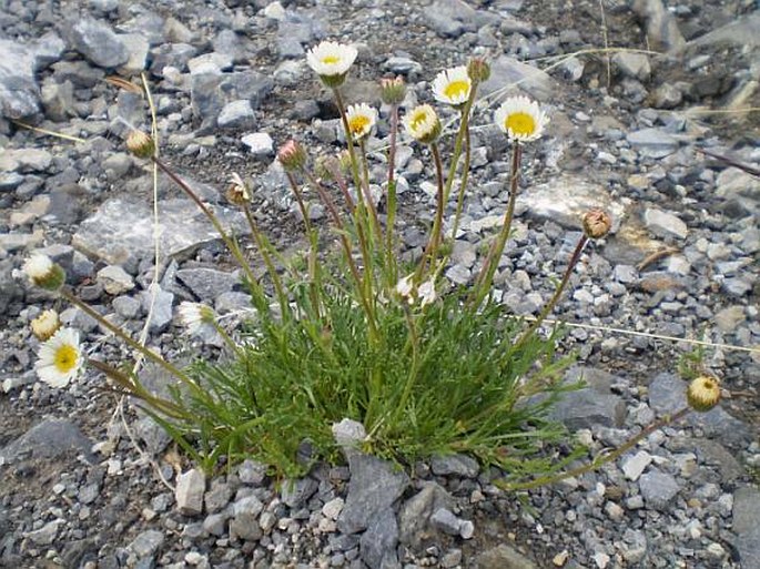 Erigeron compositus