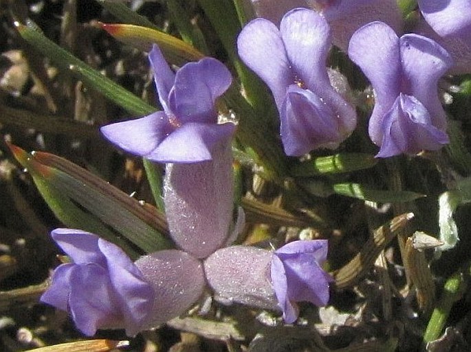 Erinacea anthyllis