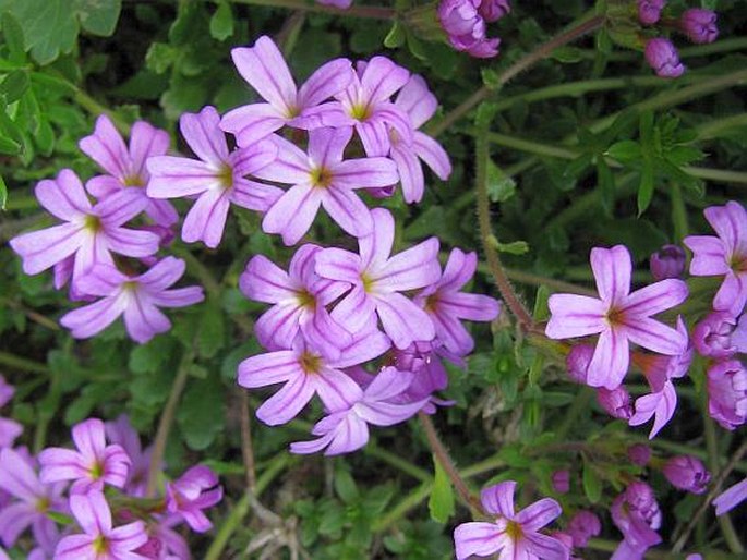 ERINUS ALPINUS L. – nemléč alpský