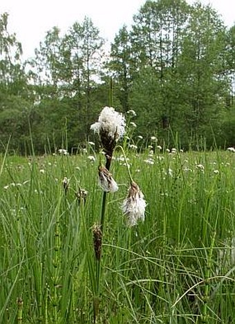 Eriophorum angustifolium