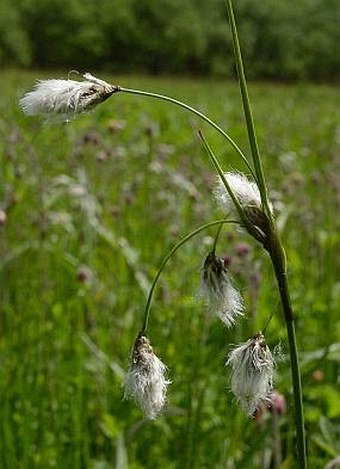 Eriophorum angustifolium