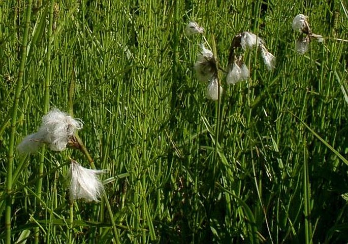 Eriophorum angustifolium