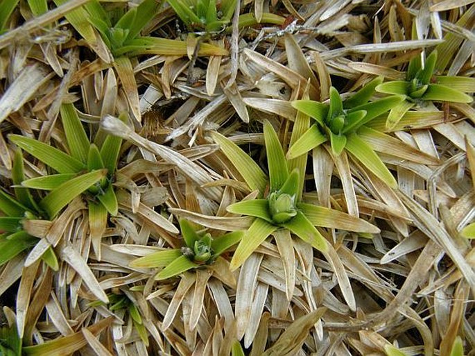 Eriocaulon striatum