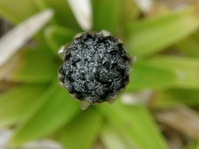 Eriocaulon striatum