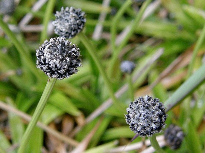 Eriocaulon striatum