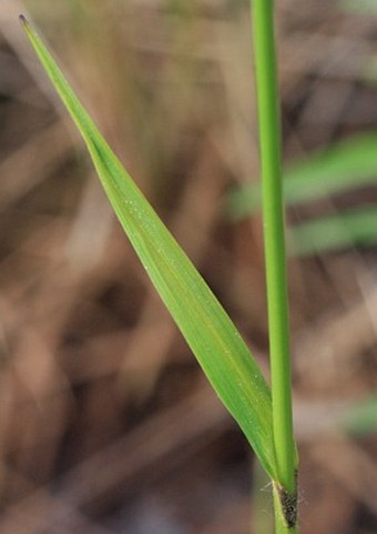 Eriophorum latifolium