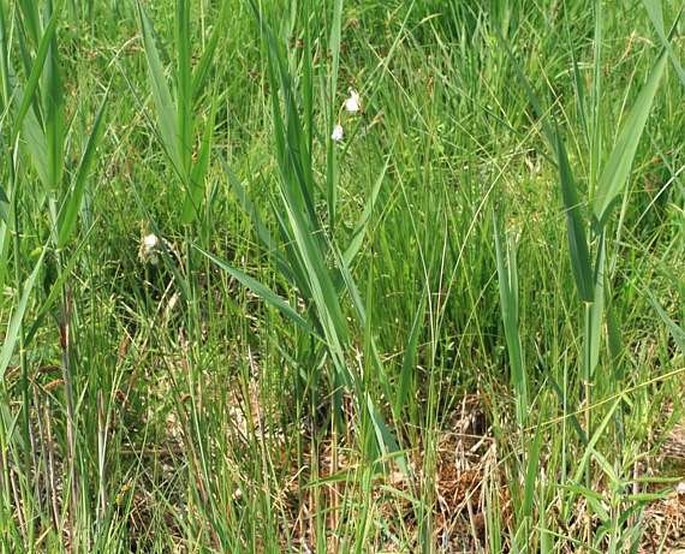 Eriophorum latifolium