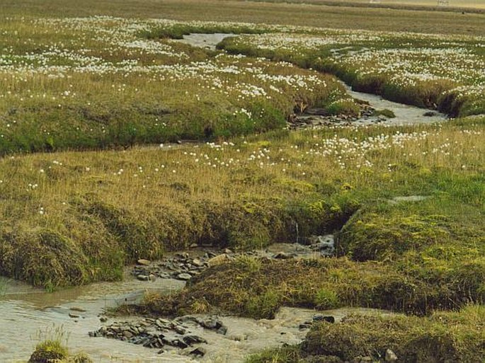 Eriophorum scheuchzeri