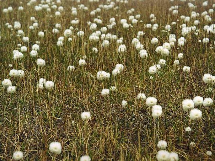 Eriophorum scheuchzeri