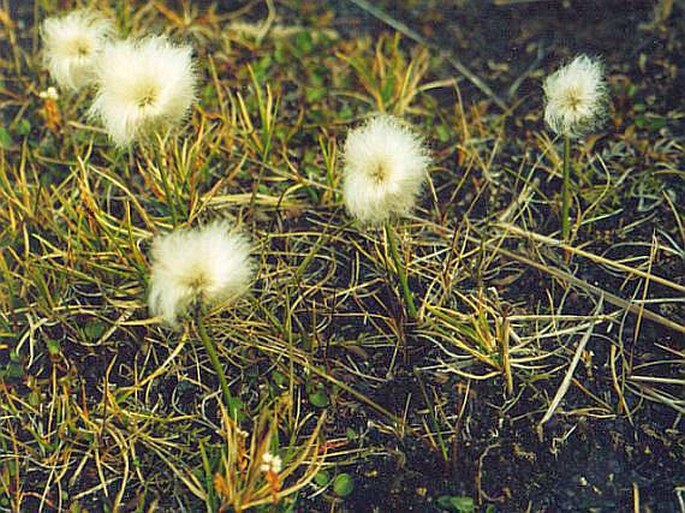 Eriophorum scheuchzeri