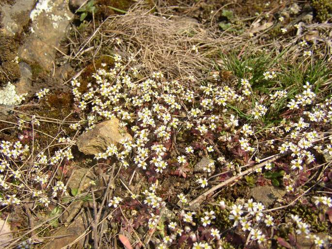 Erophila verna