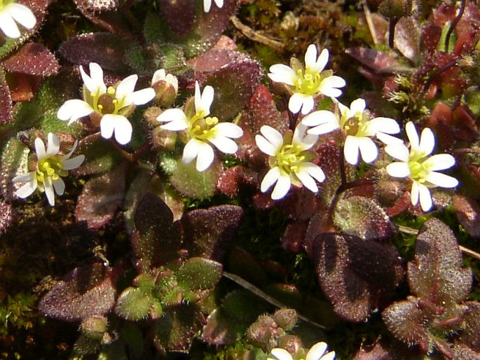 Erophila verna