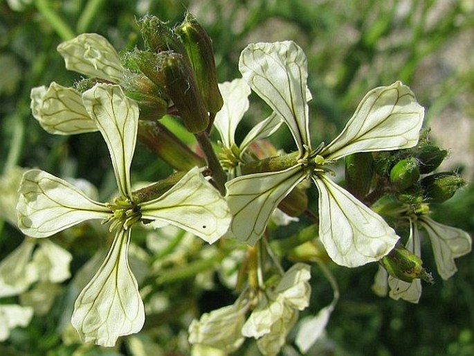 ERUCA SATIVA (L.) Mill. – roketa setá / eruka siata