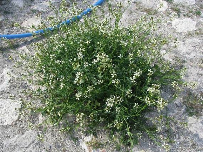 Eruca sativa