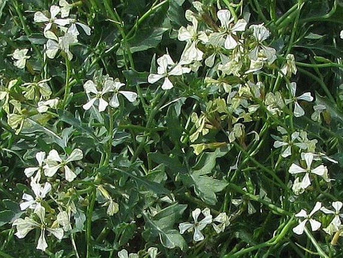 Eruca sativa