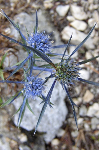 Eryngium amethystinum