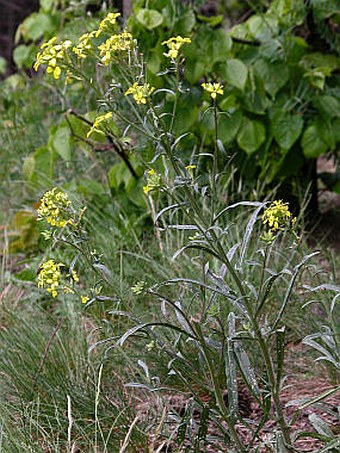 Erysimum crepidifolium