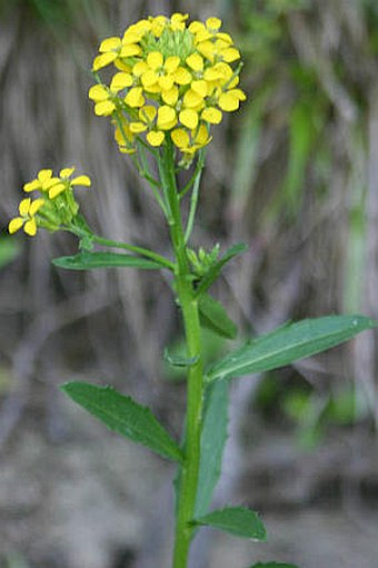 Erysimum wahlenbergii