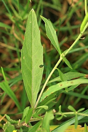 Erysimum cheiranthoides